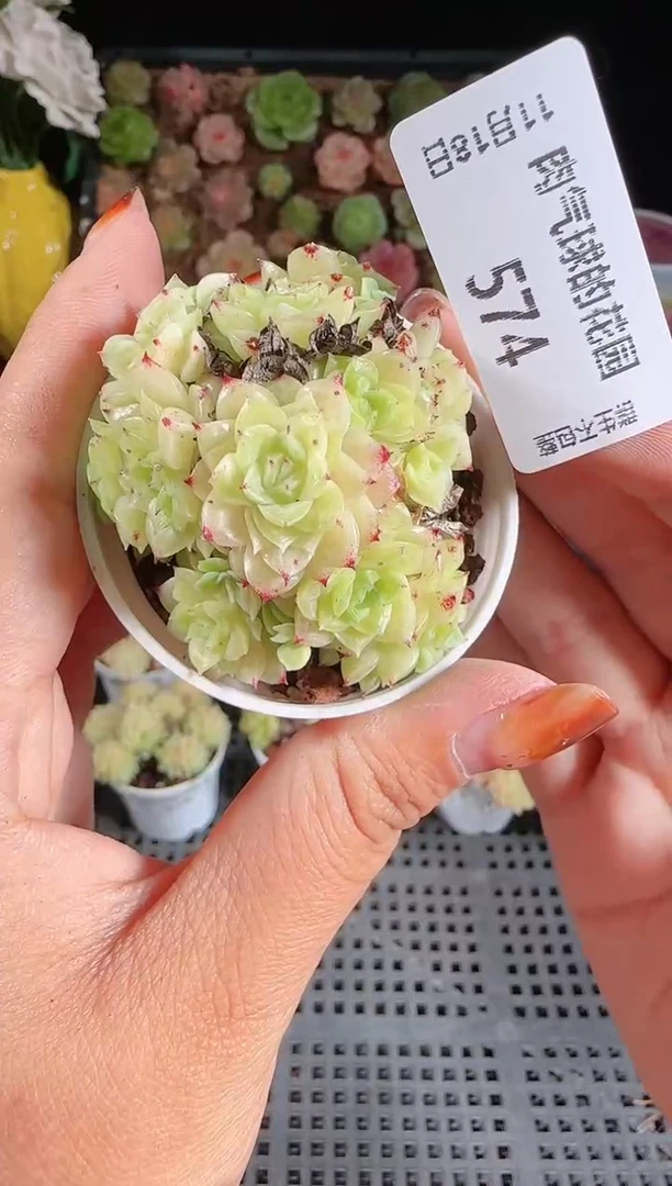 1118-574麦秆群生不包整