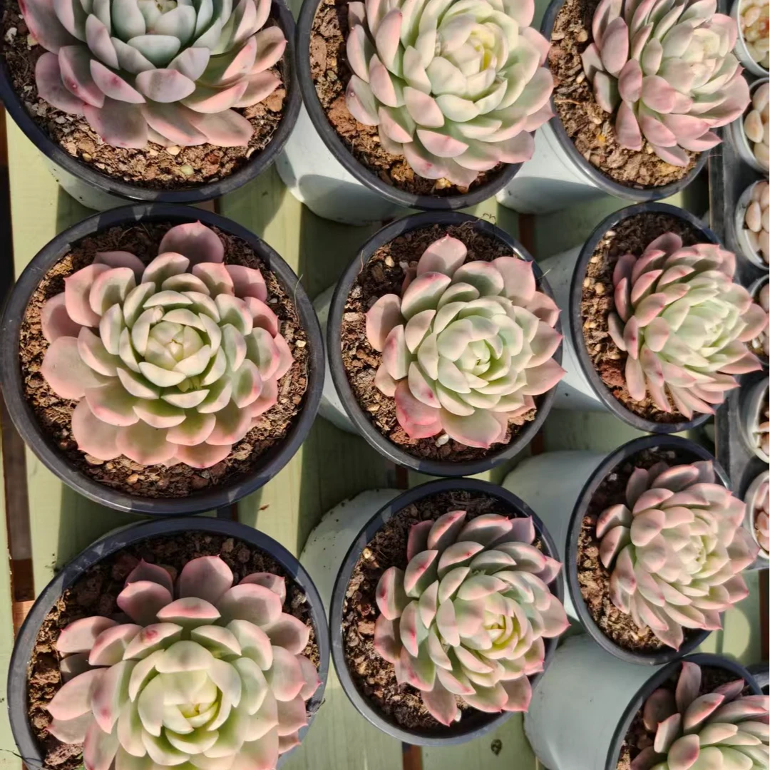 粉水晶锦7cm起，锦上园艺量拍