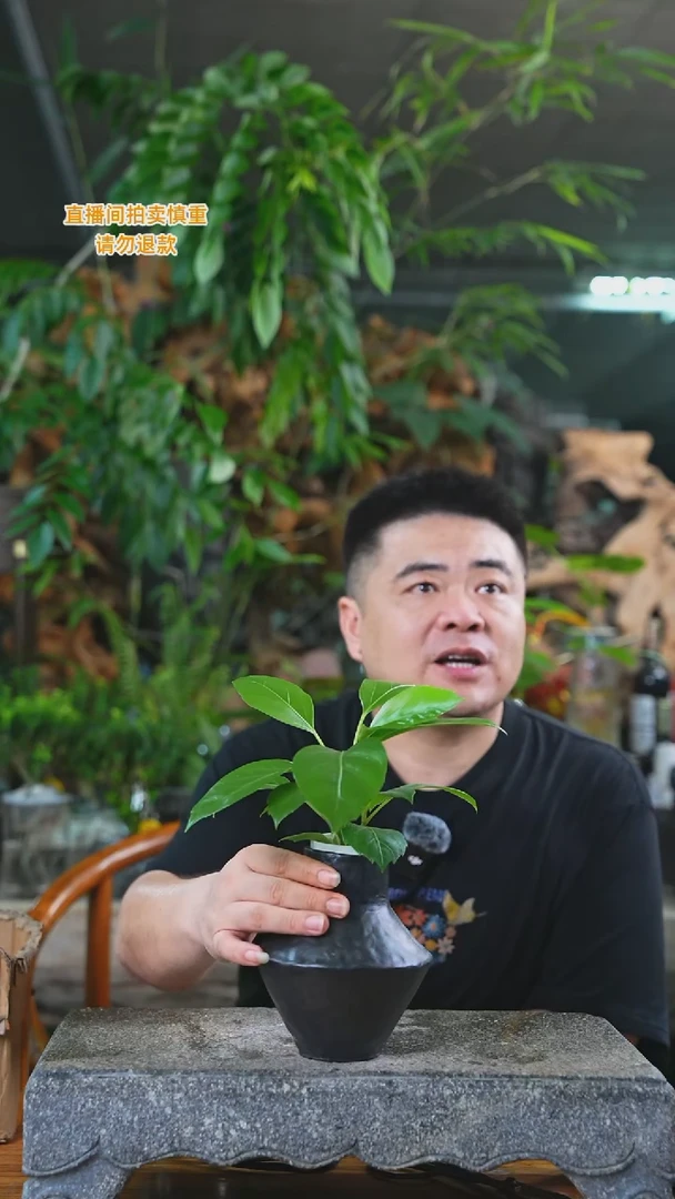 当前无花栽培后可以开花阿尔卑斯保罗532+