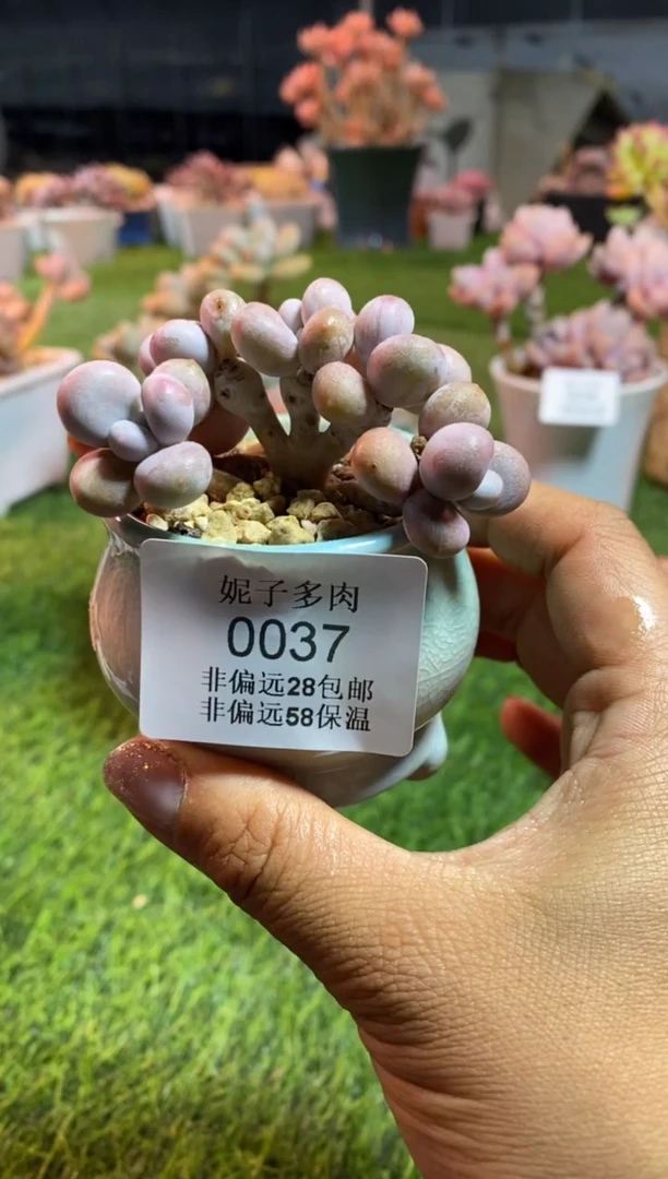 【闪购商品】0037a