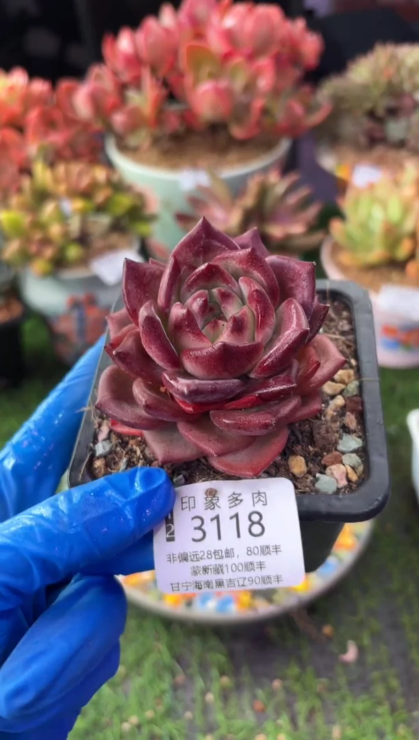 昆明印象多肉3118