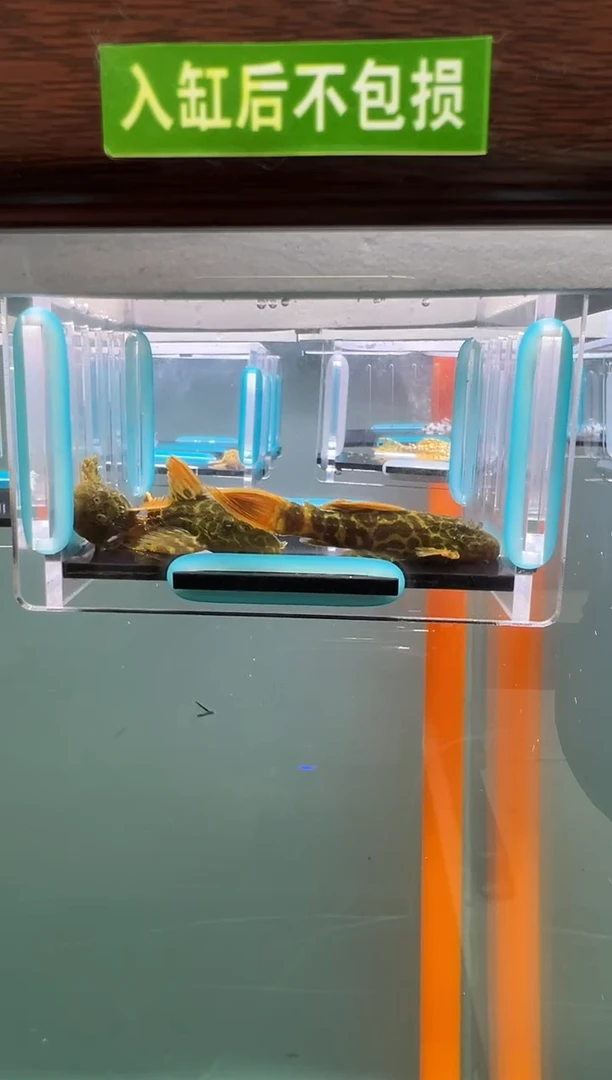 清道夫020号600入缸不包损录制完整开箱视频5.3-5.7厘米