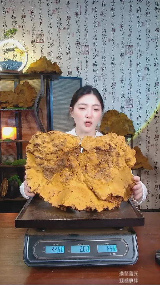 松针层孔菌中国大陆【藏区 野生】松树桑黄（6.47斤）70-80年份