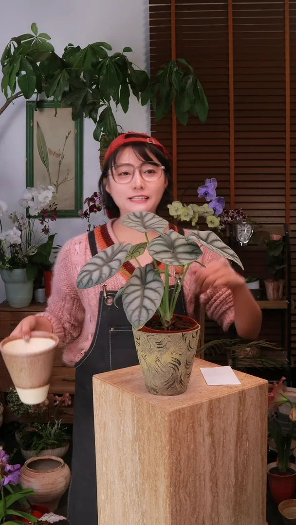 无花朵 白犀牛海芋 带盆 种好发货 顺丰包邮