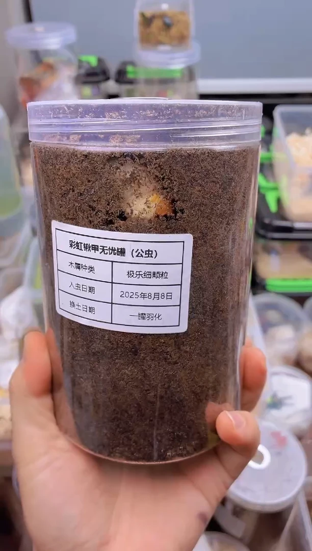彩虹锹甲无忧罐一个 含幼虫
