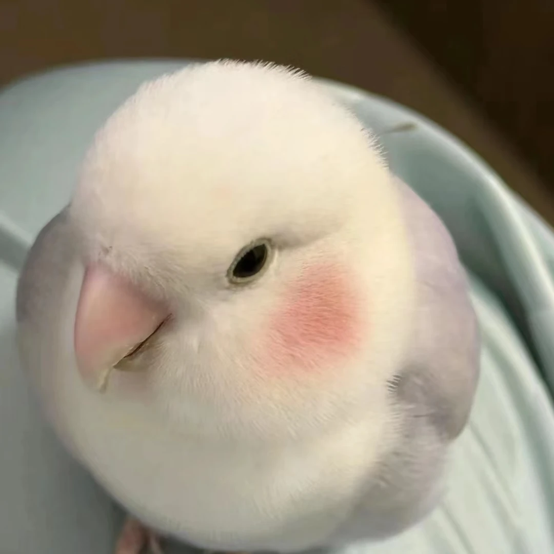 手养鹦鹉鹦鹉活体