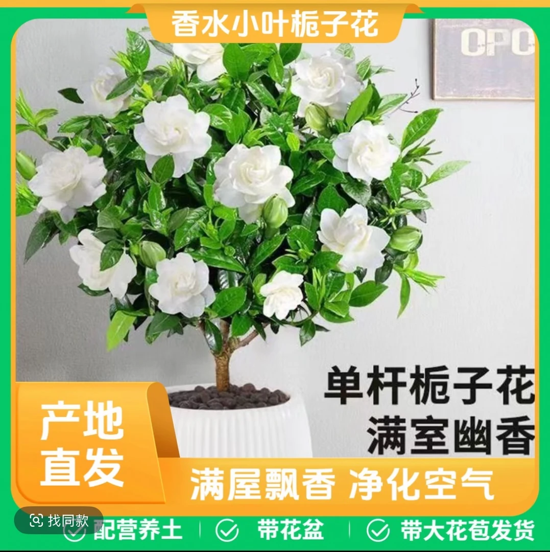 【带花苞】独杆棒棒糖栀子花盆栽带花苞老桩四季开花卉植物