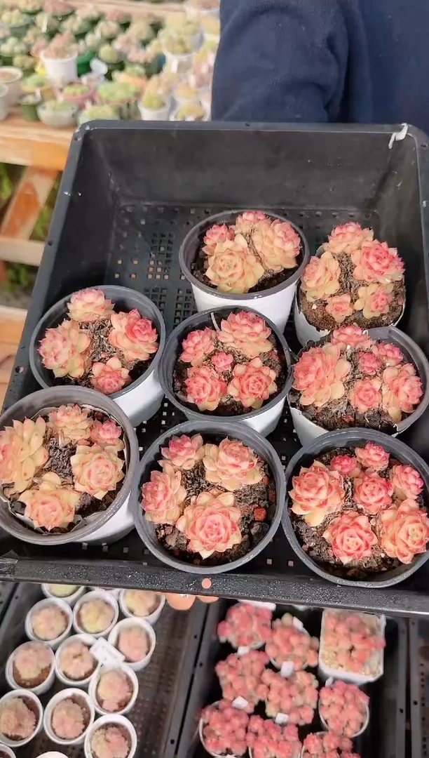 1220-41多肉量拍任意发一颗群生不包整