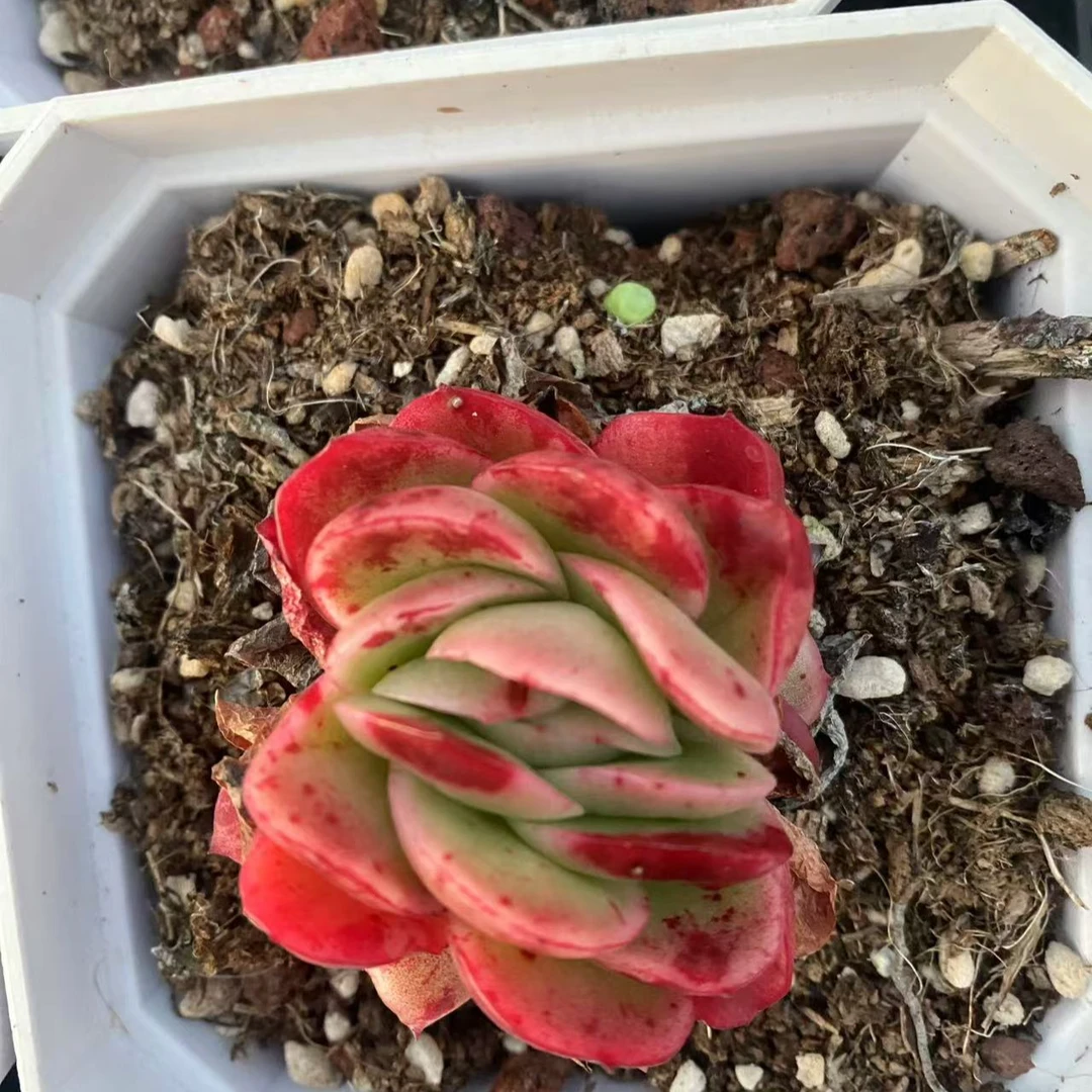 冰玫瑰单头起发保3-4公分发精控精养多肉