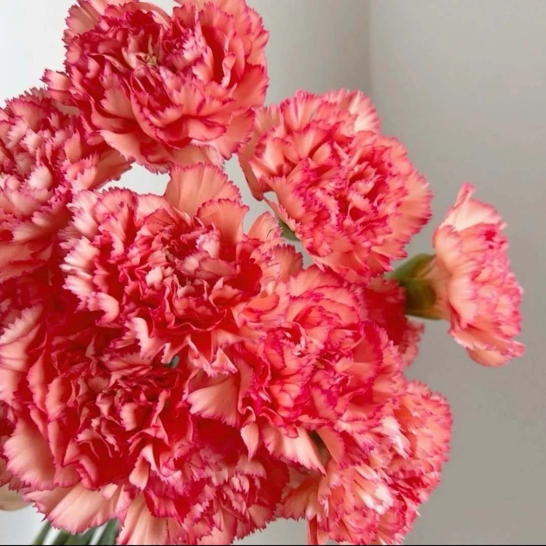 【云裳花园】火焰康乃馨鲜花云南直发家用水养插花--到货先醒花