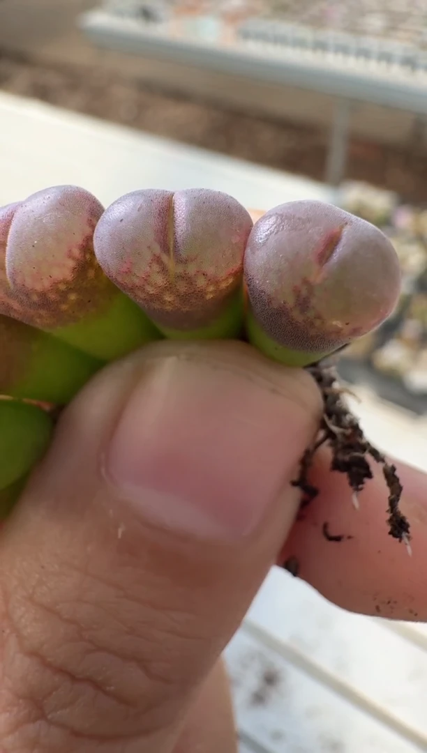 多肉植物肉锥14-250一颗