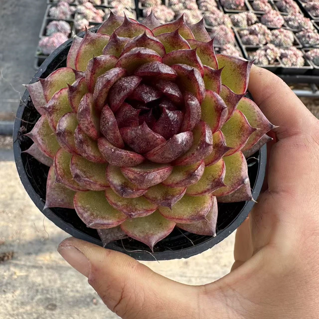 10#玄妙多肉植物  前男友精品多肉 SM0517