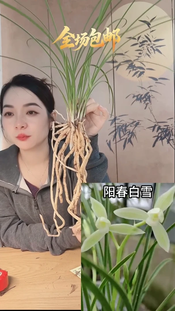 当前无花栽培后可以开花：阳春白雪