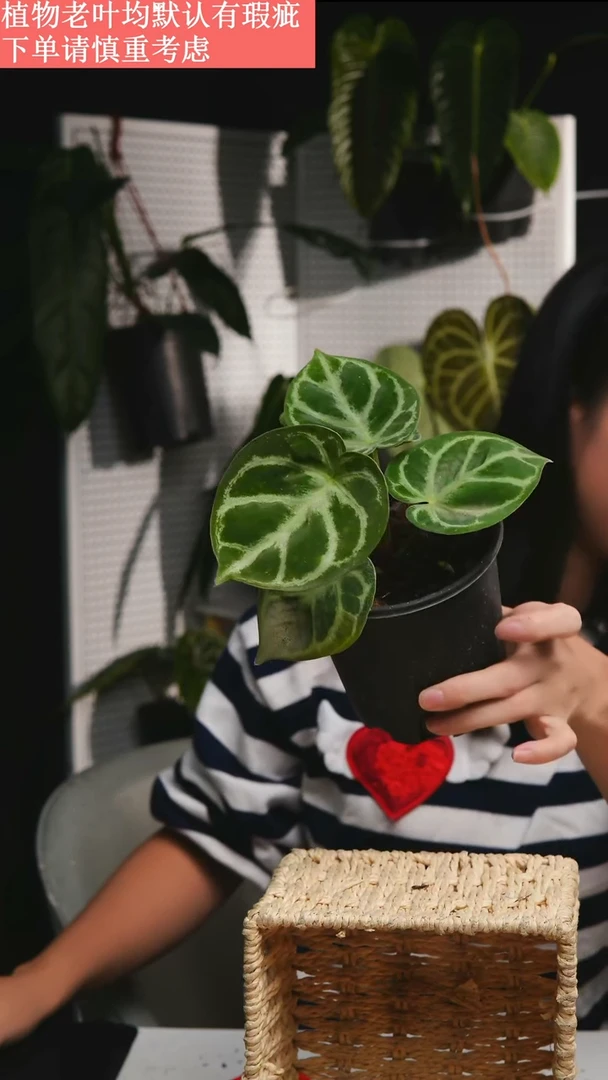 完全开放进口铜锣烧