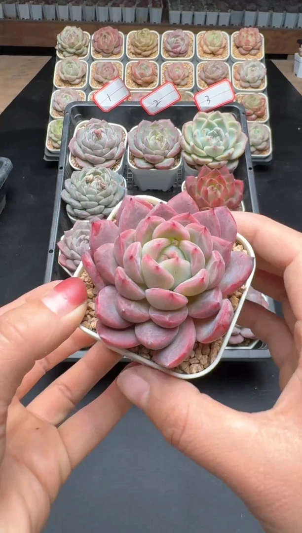 【闪购商品】532E号一物一拍多肉花卉植物3颗起发