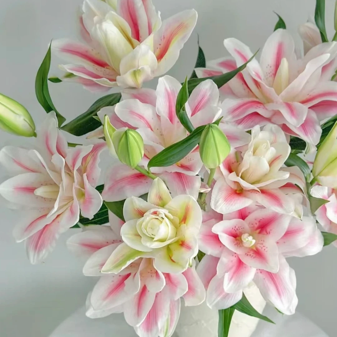 （米凯拉）香水百合东北产地直发香味浓郁百合鲜花鲜花