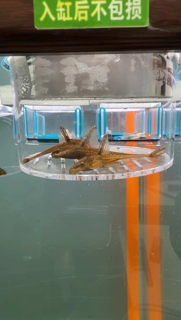 清道夫鱼144号直升机入缸不包损录制完整开箱视频7-8厘米