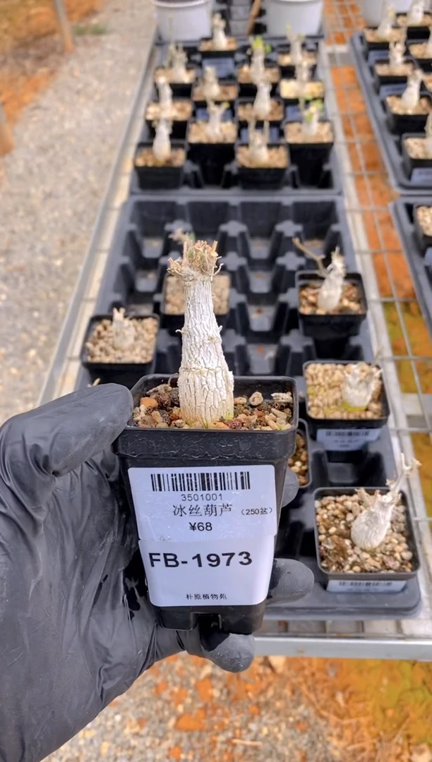 【闪购商品】冰丝葫芦FB-1973