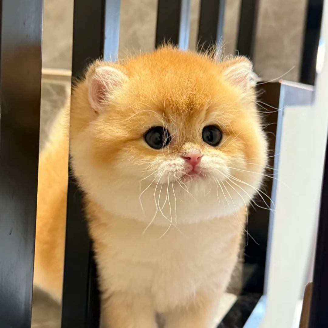 超级无敌黑大王猫屋