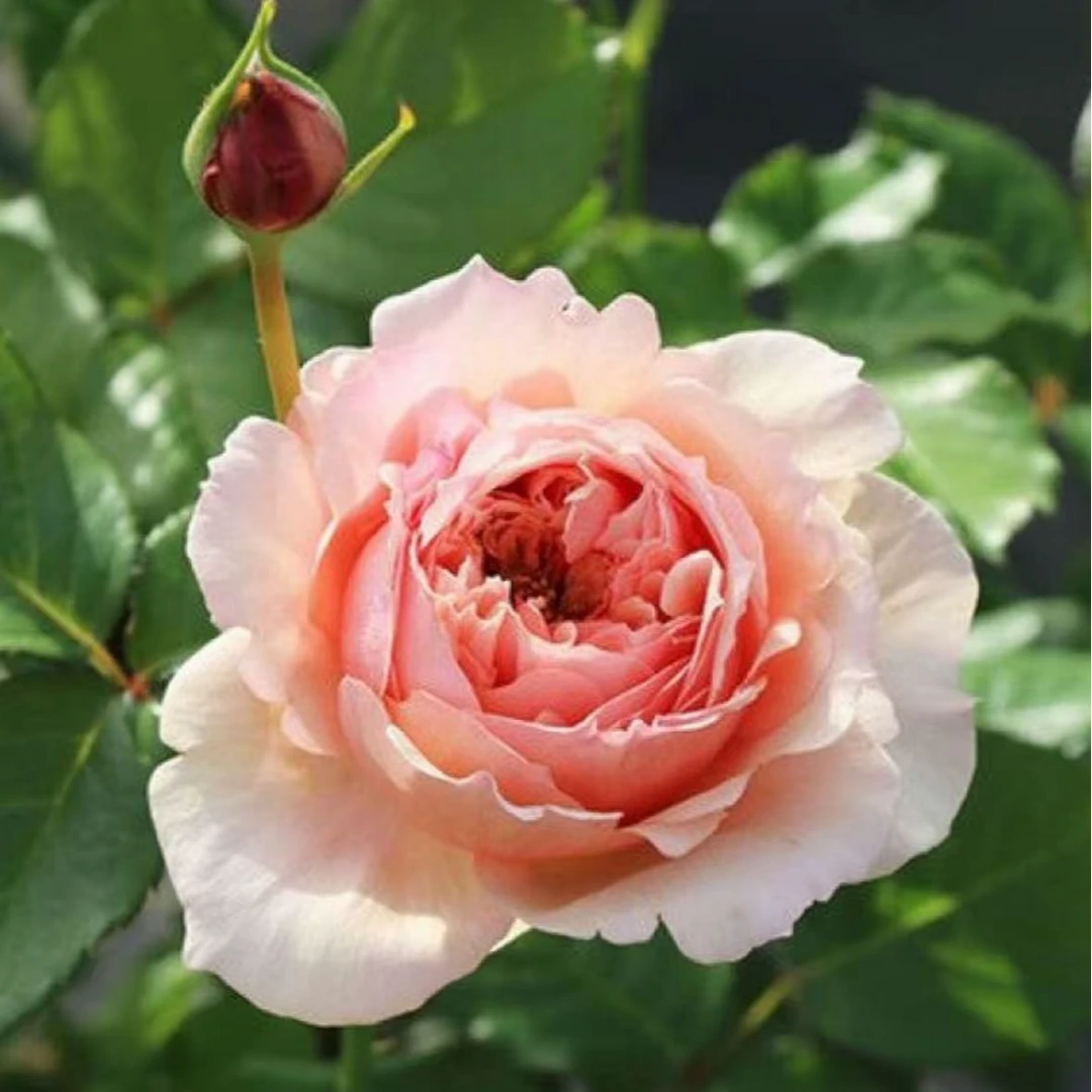 真宙  月季强香浓香大花杏黄色玫瑰花卉阳台庭院好养爆花花卉盆栽