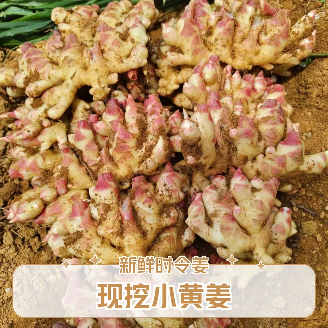 贵州现挖新鲜小黄姜时令应季蔬菜月子姜