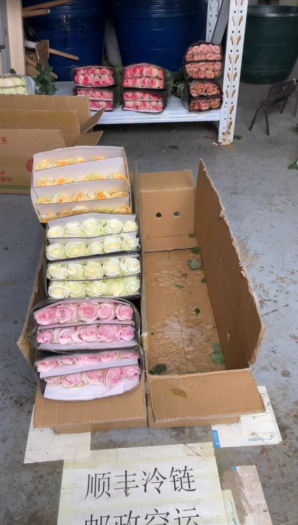 香槟20枝+白雪山20枝+粉红20枝