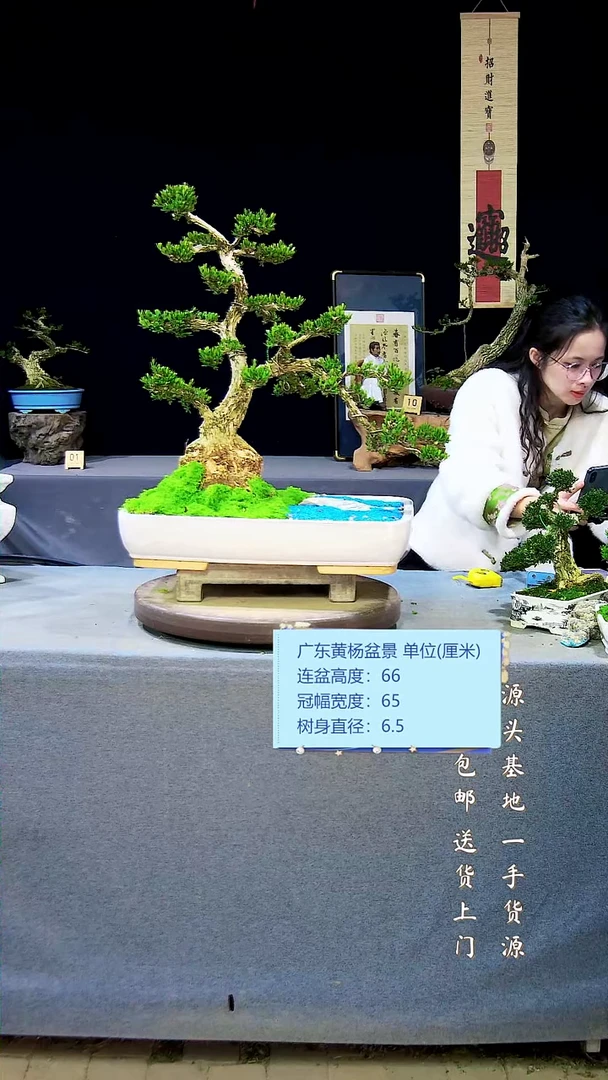 【闪购商品】雀舌黄杨盆景雀舌黄杨盆景