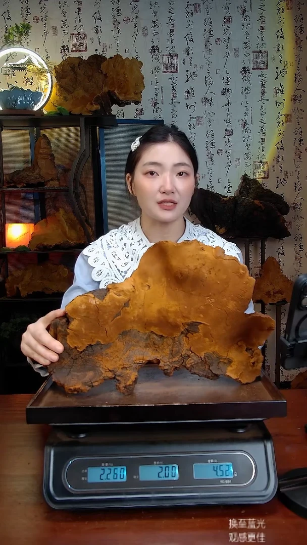 松针层孔菌中国大陆野生【藏区】松树桑黄(4.02斤)50-60年份