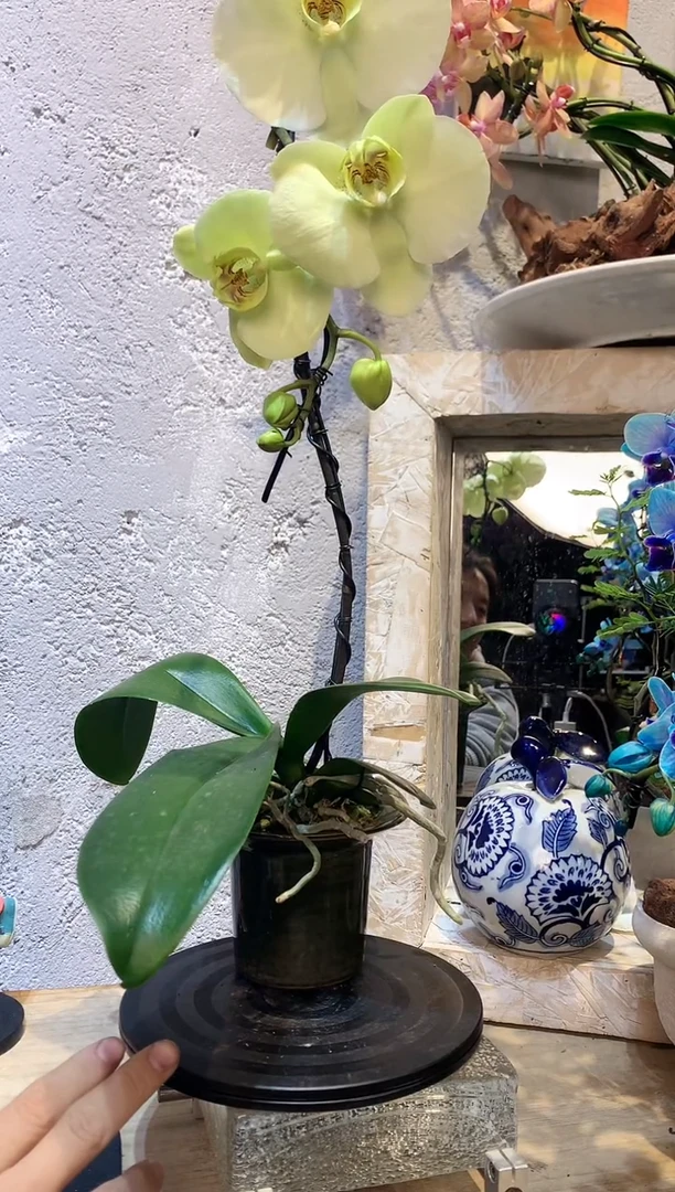 大部分花苞少量开放1213蝴蝶兰一物一拍