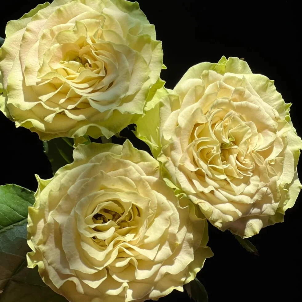 【上官婉儿】山东玫瑰昼夜温差大生长周期长