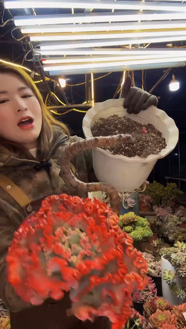 【闪购商品】妖桩包菜脱土包邮