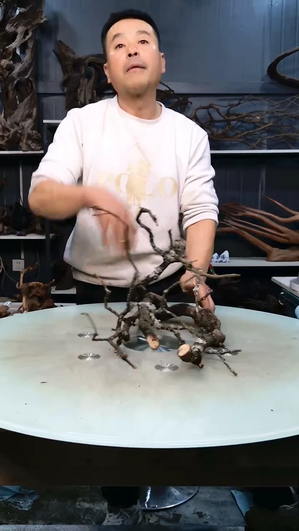 黄栎枝29.9香阁清香阁清香阁