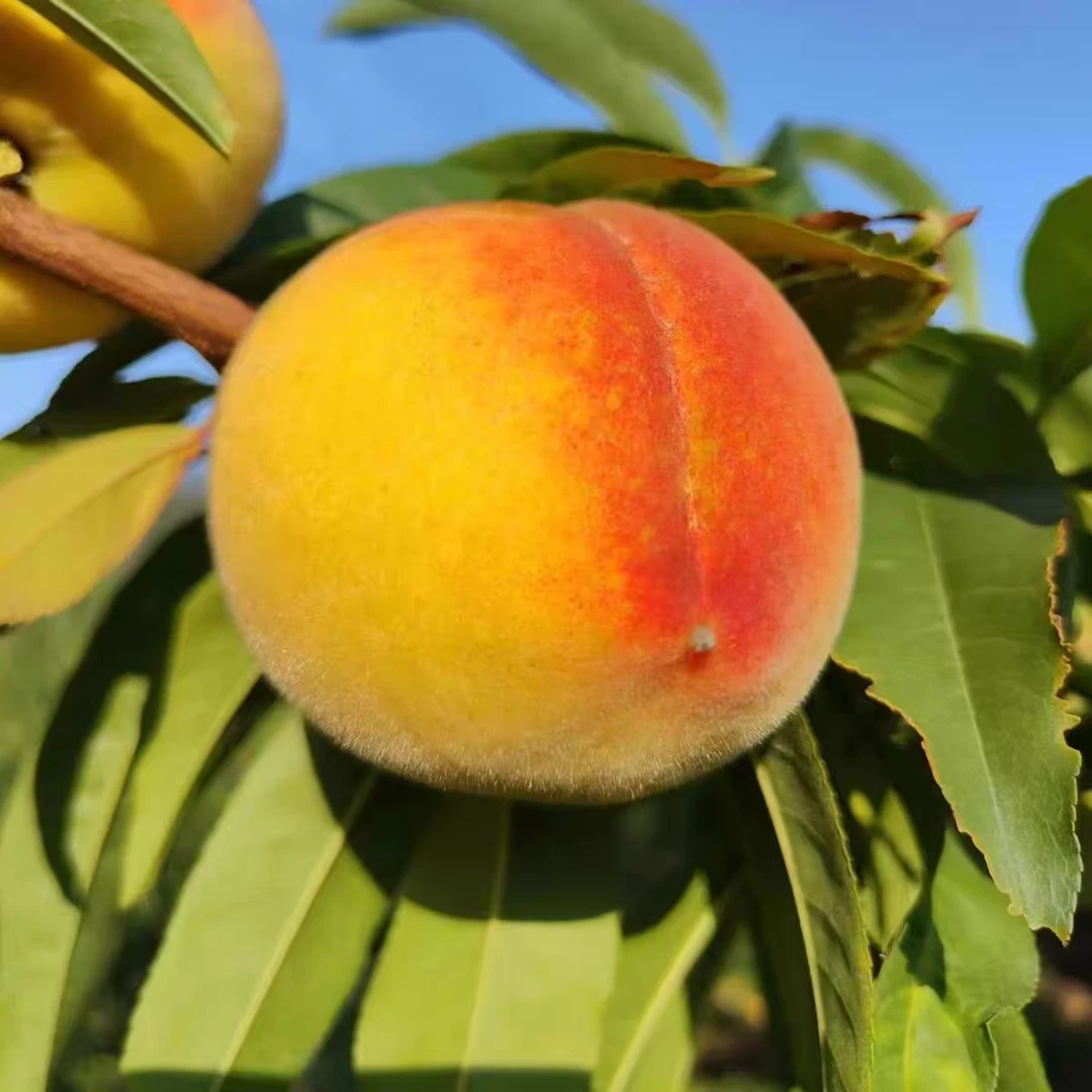 三湖锦绣黄桃～带箱8斤±0.2湖北省