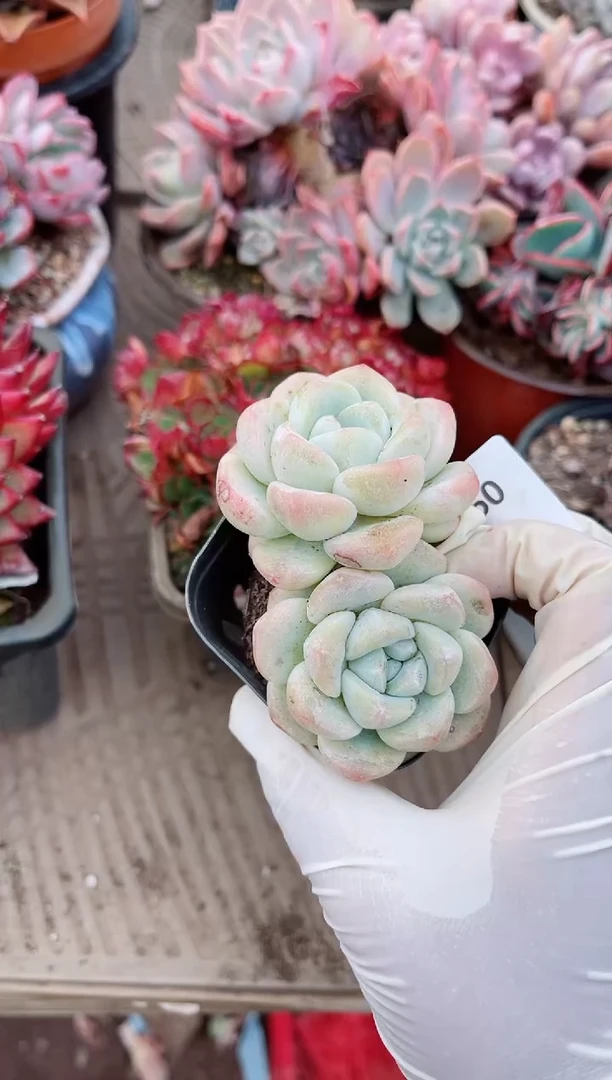 【闪购商品】09332