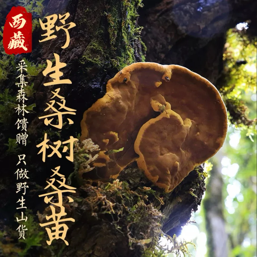 西藏高原山货桑黄炖汤煮茶泡水100g