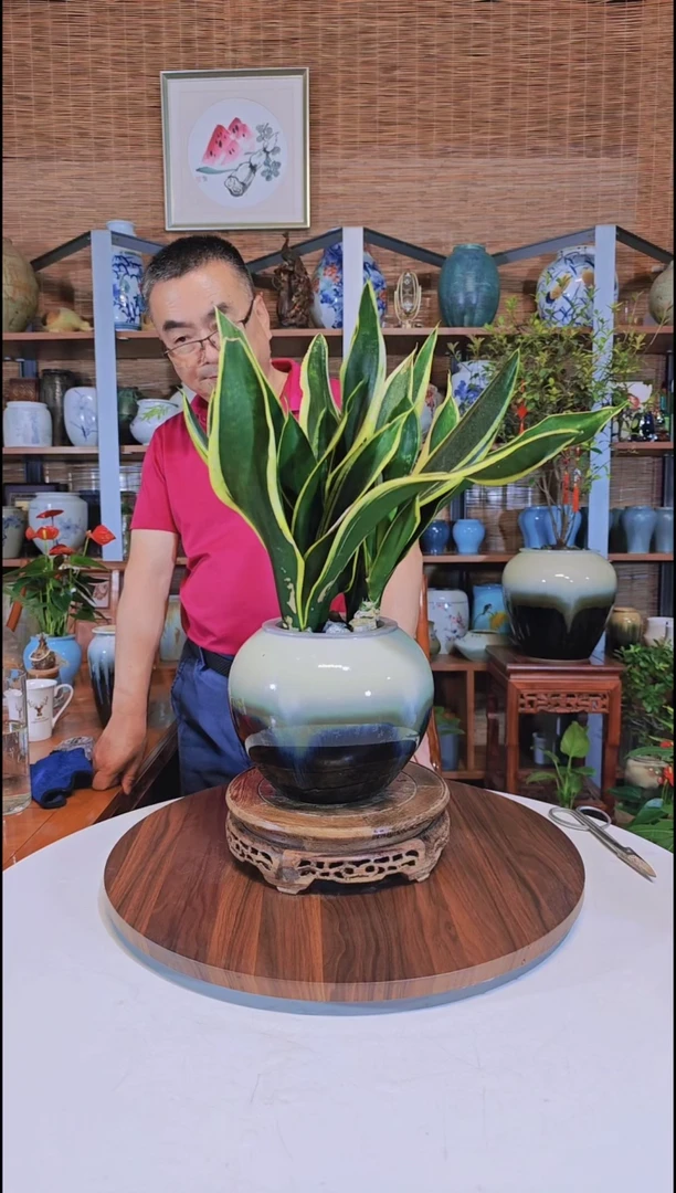 水之韵水培植物虎皮兰