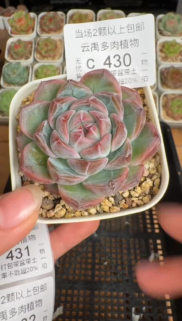 430带盆土发(6.5cm杯）一物一拍 珍妮多肉