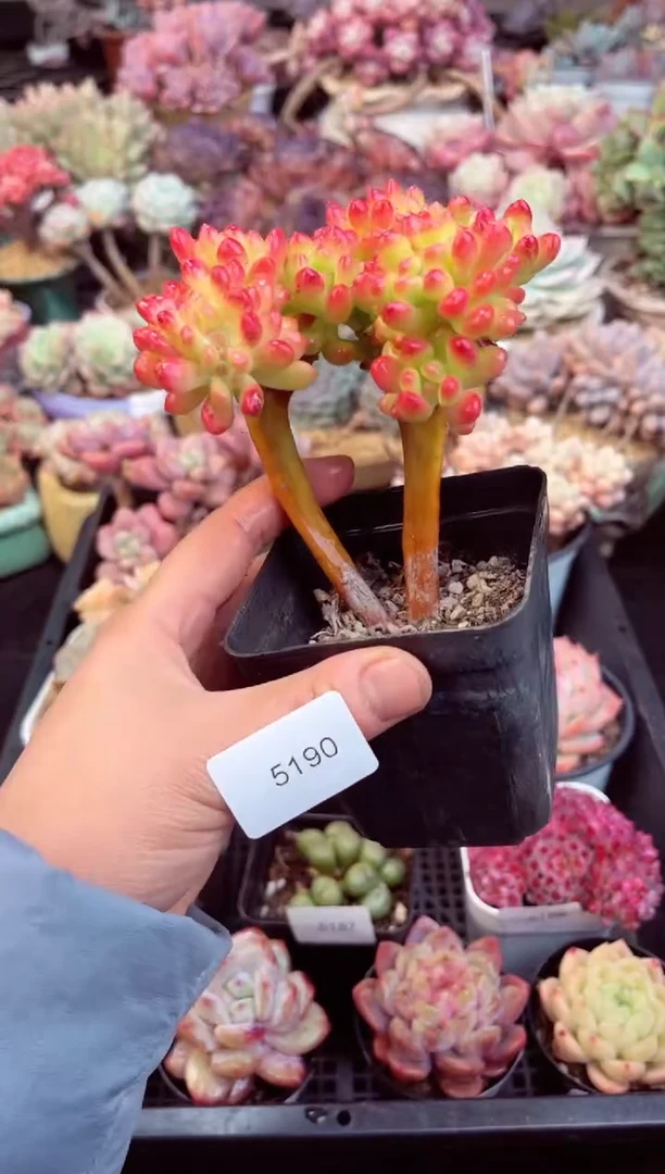 【闪购商品】5190乙女心缀化多肉