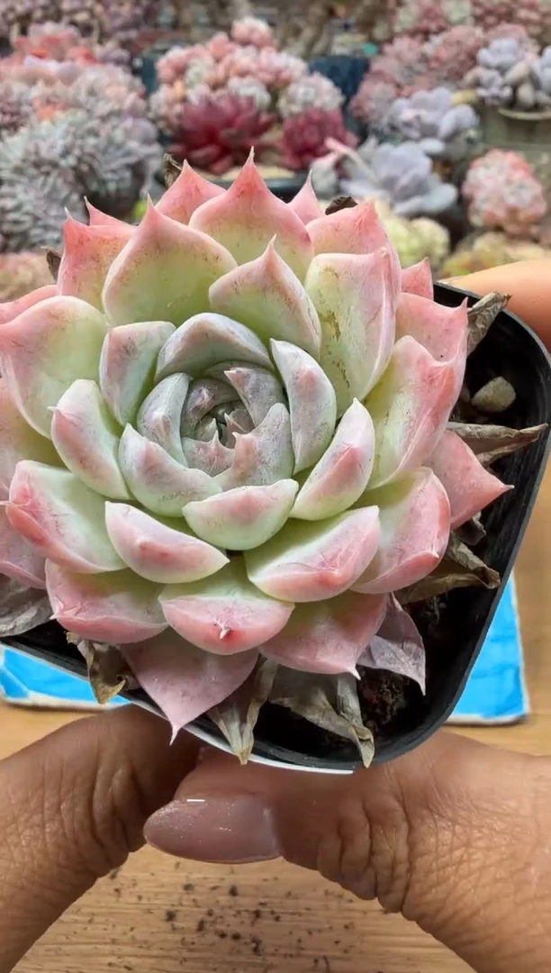 东云多肉园二店-138