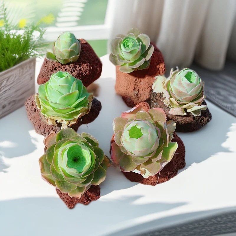 7# 帕尔马单头山地玫瑰精品多肉植物