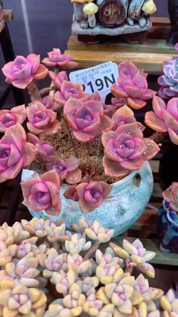 219N（一物一拍，精品多肉，所见即所得 ）