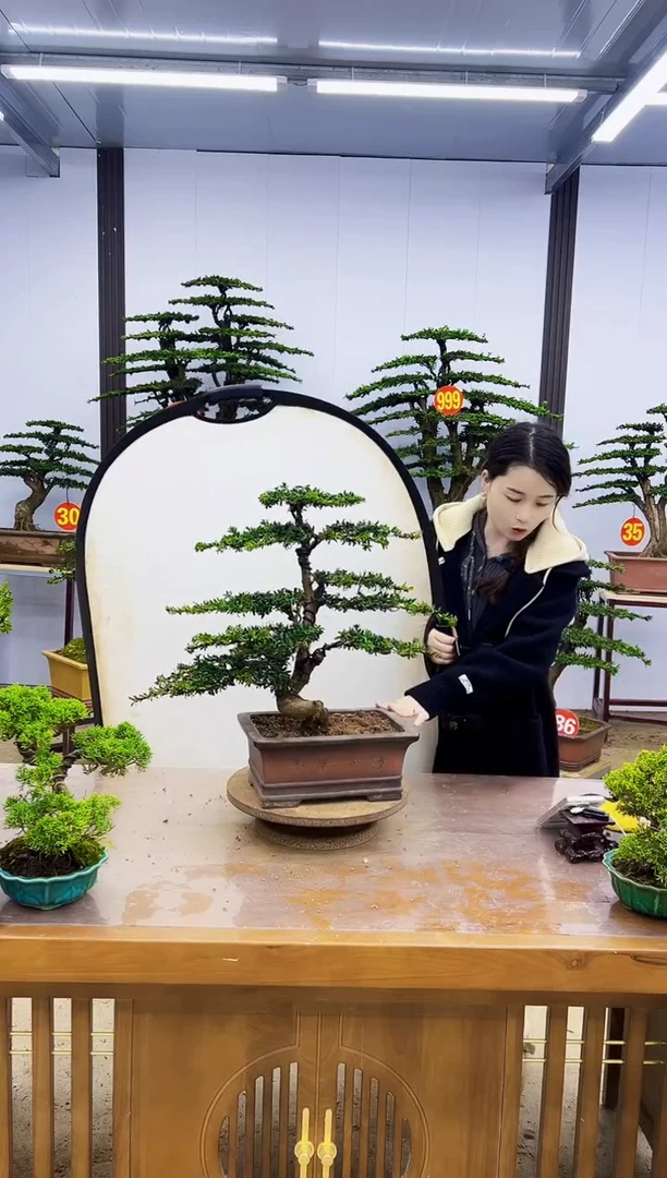 无花朵红芽珍珠罗汉松