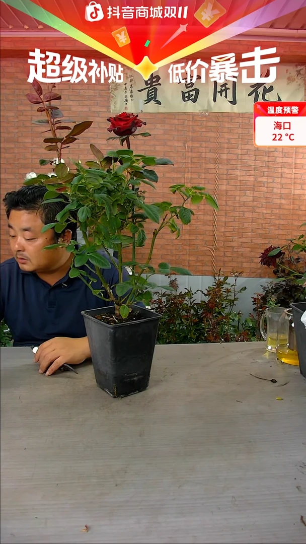 当前无花朵，栽培后可花朵探险家