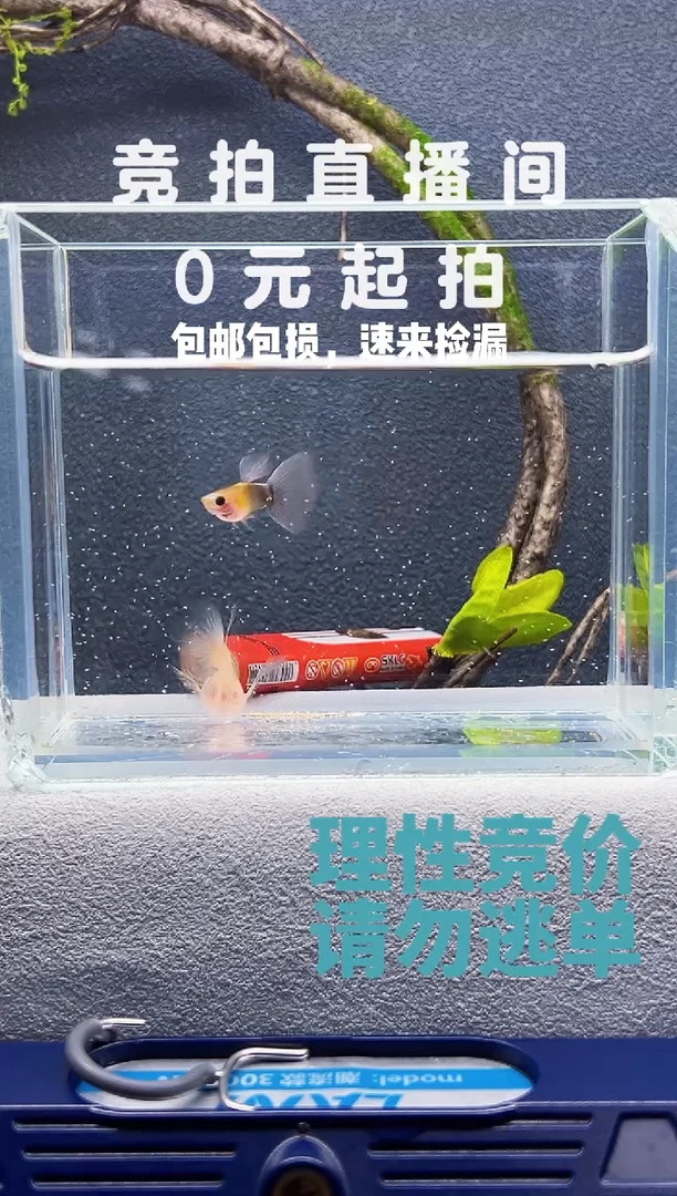 孔雀鱼黄肉蓝礼服C一对编号73