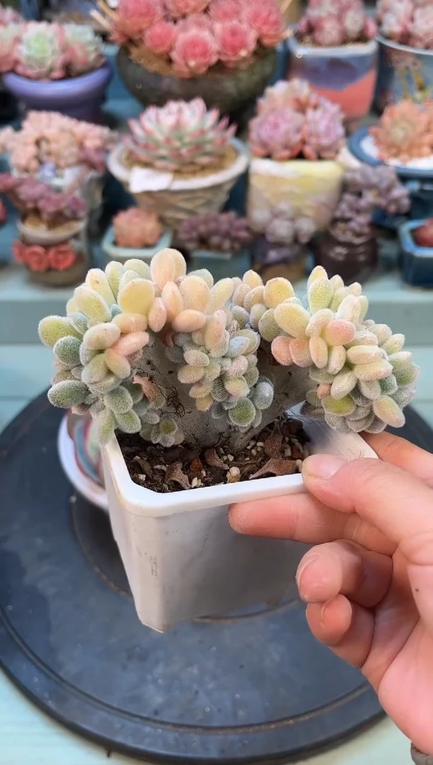 034雪晃星缀化多肉