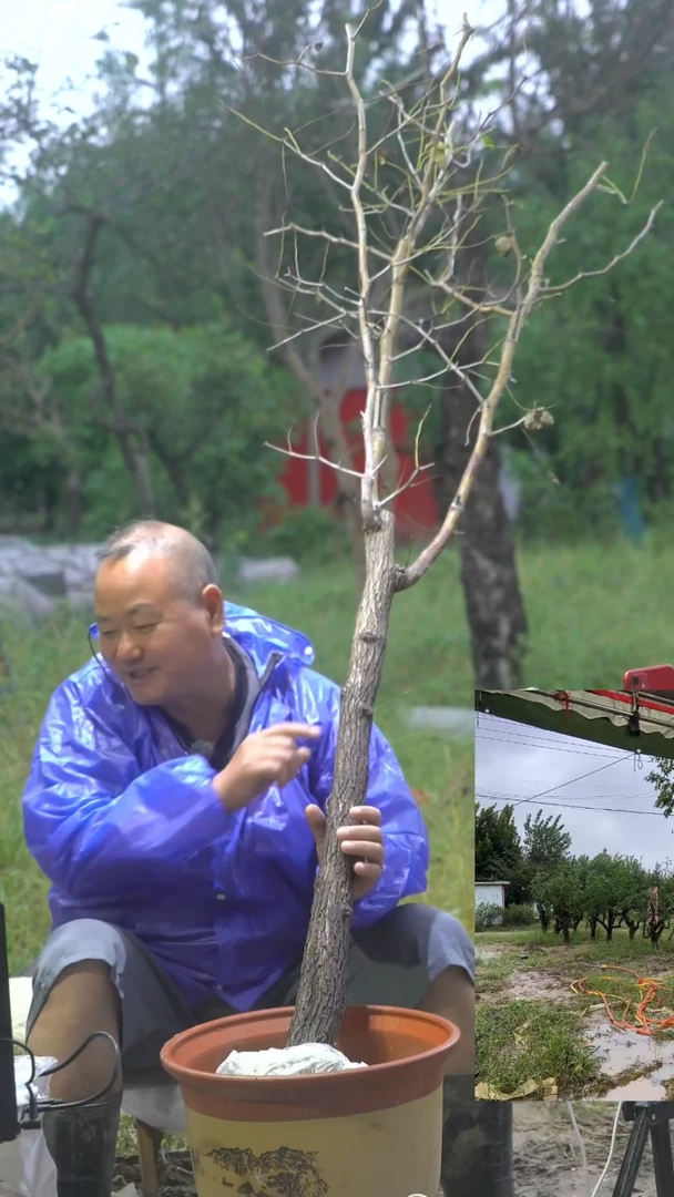完全开放枣树00009