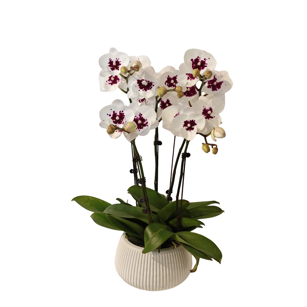 【天籁】蝴蝶兰室内种植观赏送礼带花发货