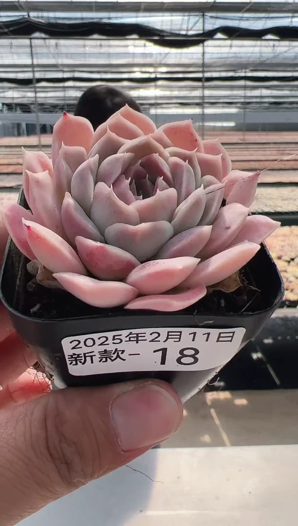 【闪购商品】新款多肉-18