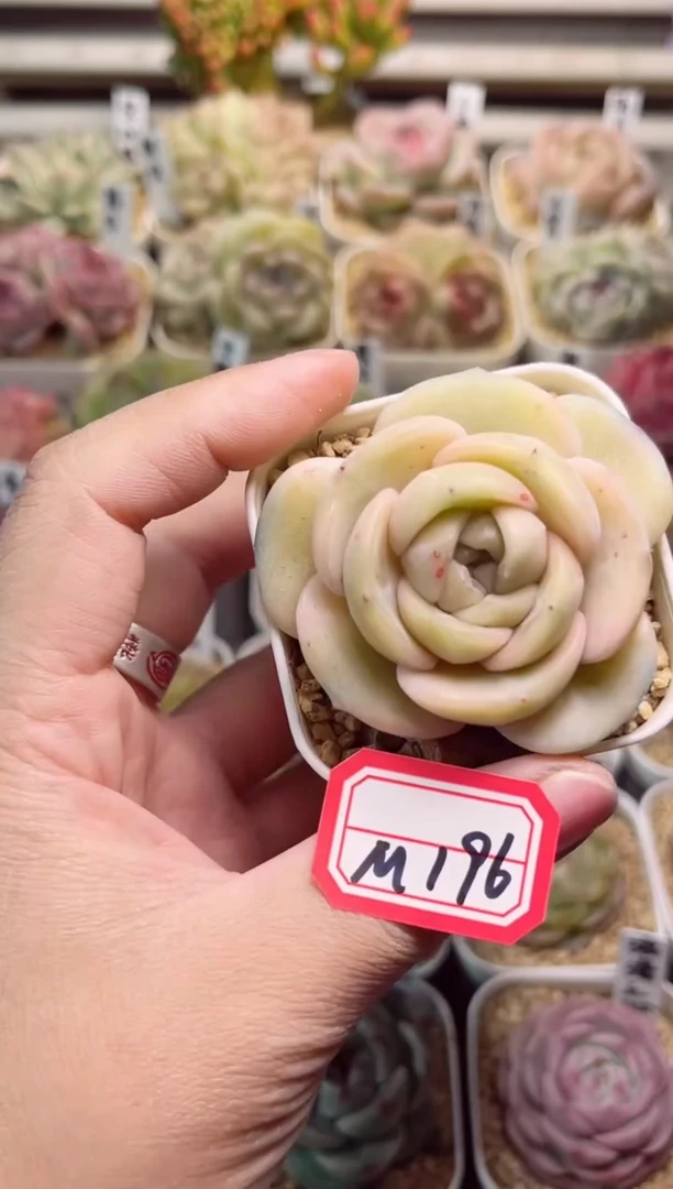 【闪购商品】M196落云一物一拍