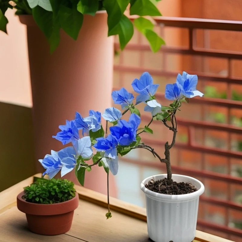 稀有新品【雪冰蓝】三角梅花卉绿植盆栽勤花好养带土带根带叶大型
